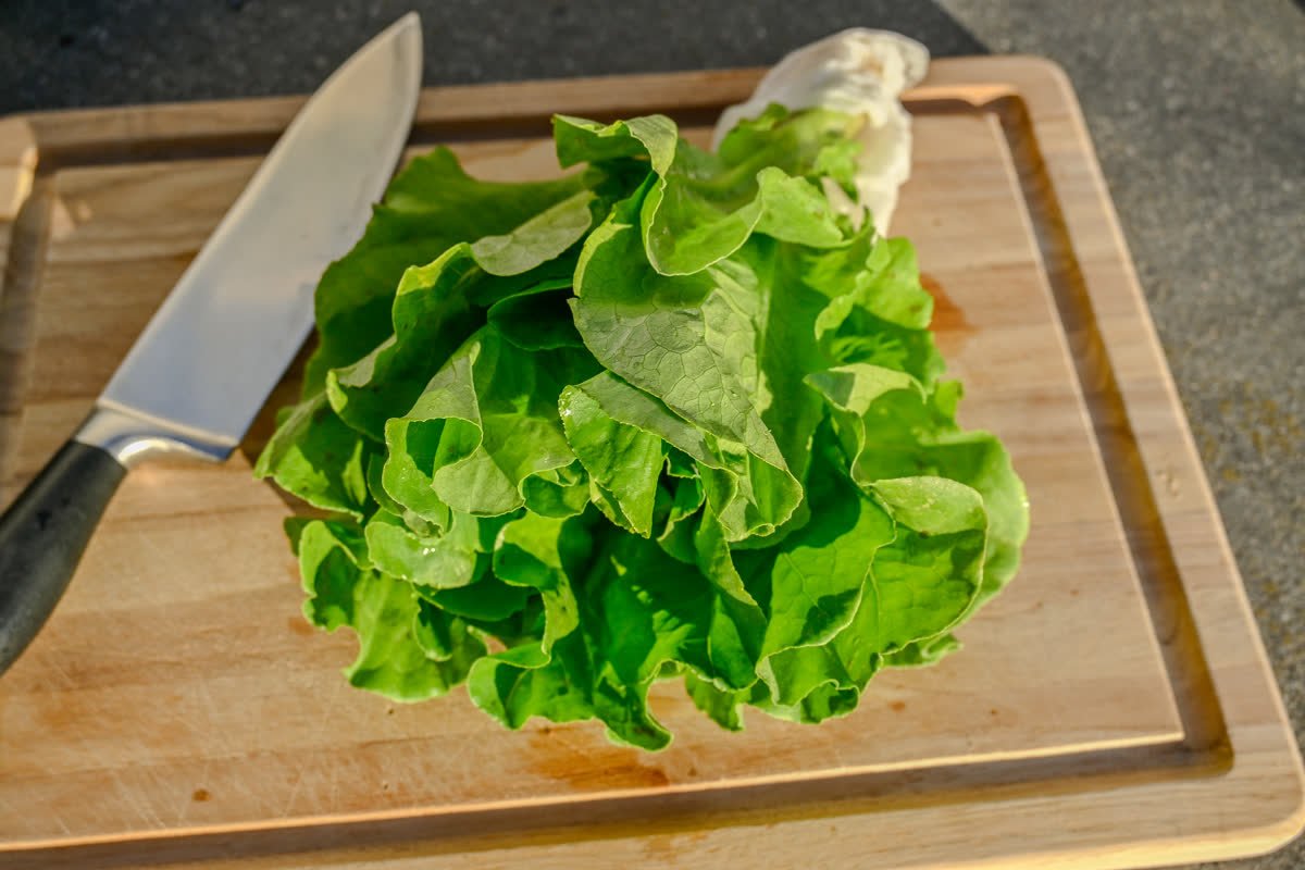 Head of freshly washed butter lettuce on a wooden cutting board