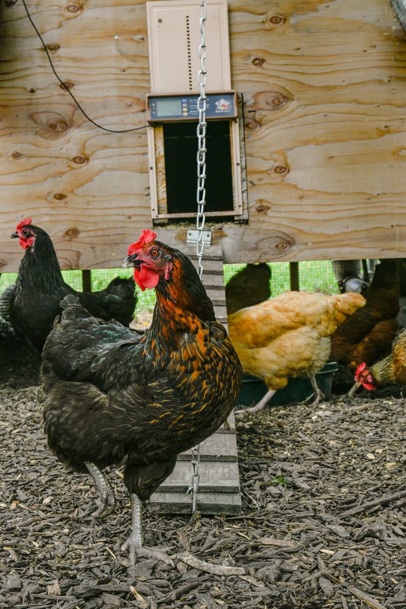 Black and copper hen in front of the coop door with the laying flock behind