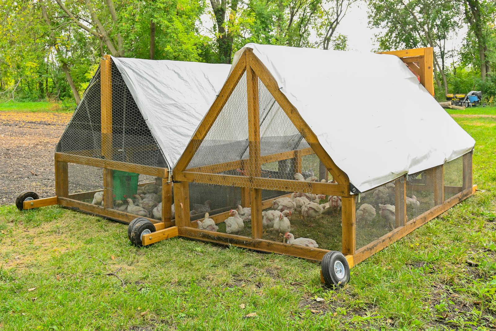 Mobile chicken tractor on green pasture at Big Dream Farm