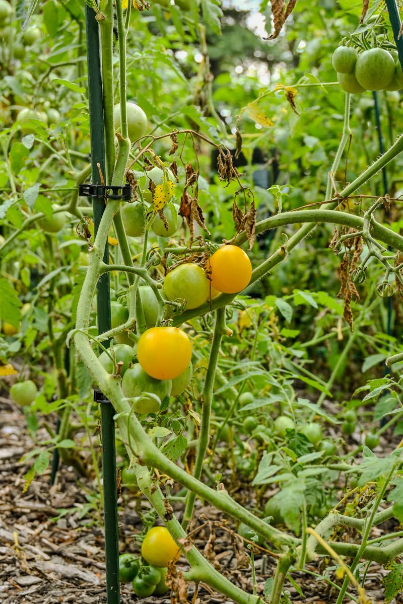 Yellow tomatoes ripening on the vine